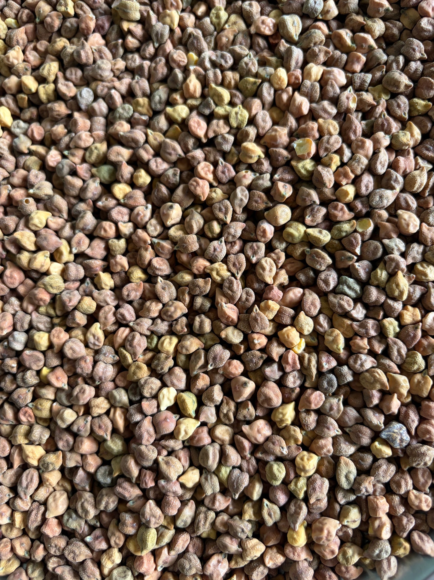 Chana